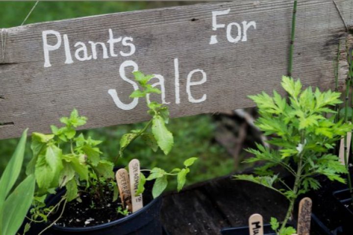 Plant sale sign and pots of plants and flowers